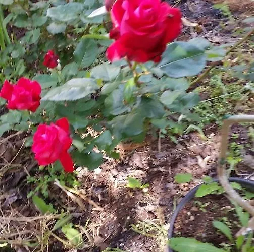 1 Апартаменты *